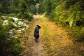 Happy Dog in forest walking on a hiking path.Border collie dog posing in the woods