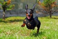 Happy dog German haired dwarf Dachshund playing in the back yard