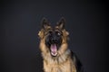 Happy dog german shepherd catches food Royalty Free Stock Photo