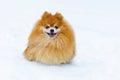 Happy dog ginger red pomeranian spitz with tongue running, playing in snow Royalty Free Stock Photo