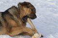 A happy dog gnawing a fresh beef bone. Dog bone. Royalty Free Stock Photo