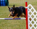 Happy dog going over an agility jump Royalty Free Stock Photo