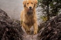 Happy dog Golden Retriever running Royalty Free Stock Photo