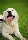 happy dog smiling on the green grass Royalty Free Stock Photo