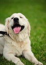 happy dog smiling on the green grass