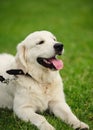 happy dog gold retriever on the green grass