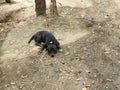 Happy dog on the ground.