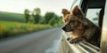 A happy dog hangs out the car window while traveling with its owner