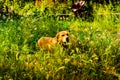 Happy Dog In Heavenly Village House Garden