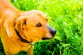 Happy Dog In Heavenly Village House Garden