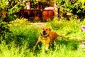 Happy Dog In Heavenly Village House Garden