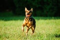 Happy dog joyfully running on a green grass Royalty Free Stock Photo