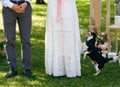 Happy dog jumps on a woman white dress, a couple stands under a wedding arch, a funny doggie jumps on a girl