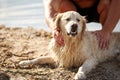 Happy dog labrador enjoy playing on beach with owner. Royalty Free Stock Photo