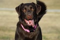 Happy dog Labrador Retriever Royalty Free Stock Photo