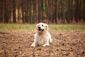 Happy dog labrador retriver lying on the forest sand. Royalty Free Stock Photo