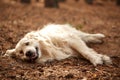 Happy dog labrador retriver lying on the forest sand. Royalty Free Stock Photo