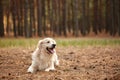 Happy dog labrador retriver lying on the forest sand. Royalty Free Stock Photo