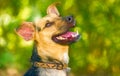 Happy Dog Laughing Royalty Free Stock Photo