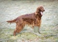 Happy dog laughing Royalty Free Stock Photo