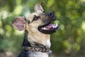 Happy Dog Laughing Royalty Free Stock Photo