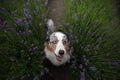 Happy dog in lavender flowers. Australian shepherd. Pet on nature summer