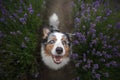 Happy dog in lavender flowers. Australian shepherd. Pet on nature summer