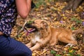 Happy dog laying on ground in forest and photographed by its owner during autumn Royalty Free Stock Photo