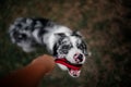 Happy dog with a leash in his teeth