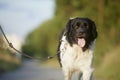 Happy dog on leash is walking on footpath