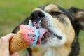 Happy Dog Licking Ice Cream Cone Royalty Free Stock Photo