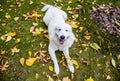 A happy dog lies in the fallen leaves.