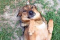 Happy dog lies on its back with bent legs. Royalty Free Stock Photo