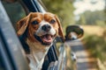 Happy dog looking out of car window, Cute dog enjoying road trip at sunny summer day