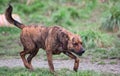 Happy dog near a mud hole