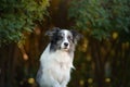 Happy dog. Obedient border collie in the park