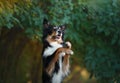 Happy dog. Obedient border collie in the park Royalty Free Stock Photo