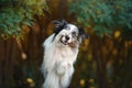 Happy dog. Obedient border collie in the park Royalty Free Stock Photo