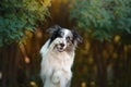 Happy dog. Obedient border collie in the park Royalty Free Stock Photo