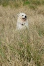 Happy dog enjoys sudden cool breeze