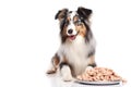 Happy dog with plate full of dog over white background studio shot