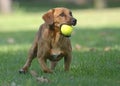 Happy dog playing with ball