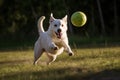 Happy dog playing ball. Generate ai Royalty Free Stock Photo
