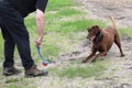 A happy dog playing ball with his owner Royalty Free Stock Photo