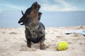 A happy dog playing with a ball on a sandy beach Royalty Free Stock Photo