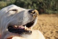 Happy dog playing at the beach Royalty Free Stock Photo