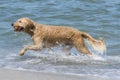 Happy dog playing fetch with ball in water Royalty Free Stock Photo