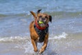 Happy Dog playing fetch on a seaside sandy beach Royalty Free Stock Photo