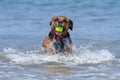 Happy Dog playing fetch on a seaside sandy beach