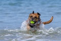 Happy Dog playing fetch on a seaside sandy beach Royalty Free Stock Photo